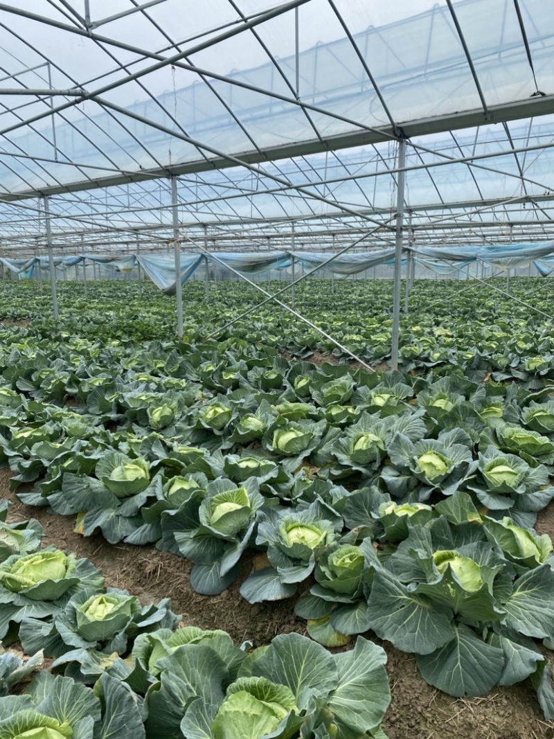 包菜