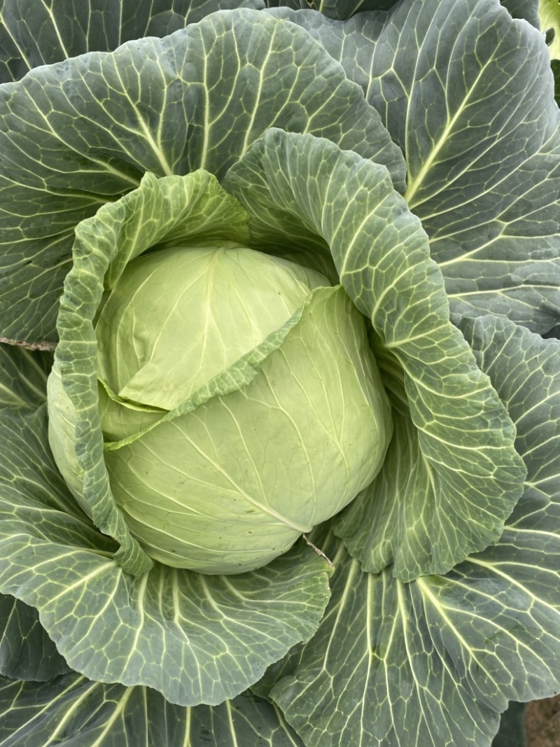 包菜