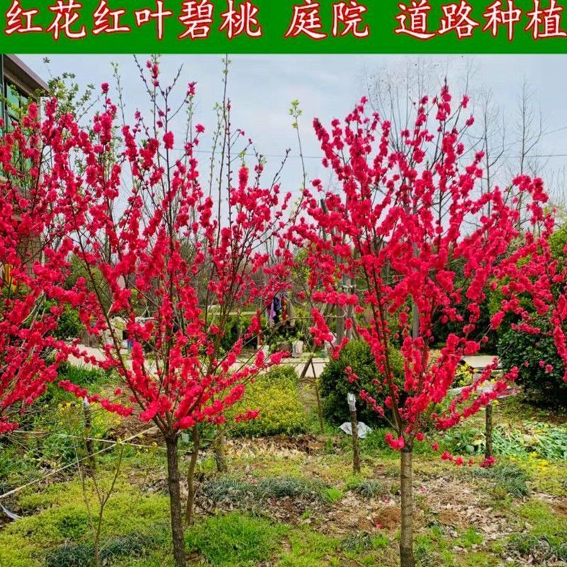 红叶碧桃苗紫叶碧桃苗基地1一10公分量大，红叶碧桃树