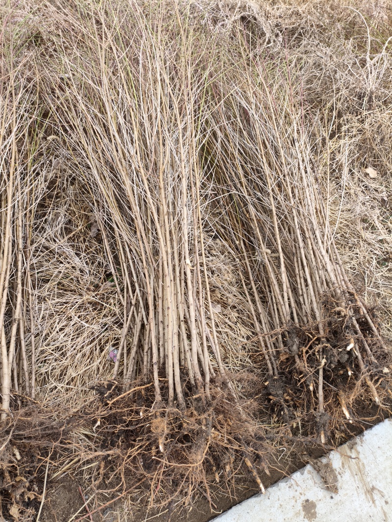 红叶碧桃苗紫叶碧桃苗基地1一10公分量大，红叶碧桃树