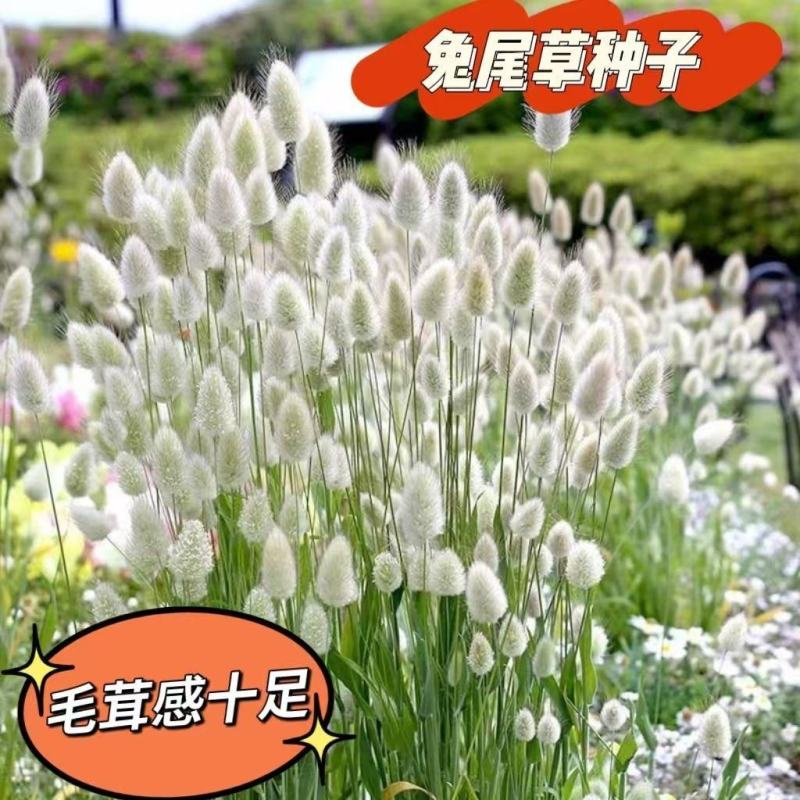 兔尾草种子短穗狐狸尾草籽网红观赏兔子尾巴草种子进口兔尾草