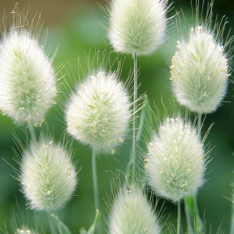 兔尾草种子短穗狐狸尾草籽网红观赏兔子尾巴草种子进口兔尾草