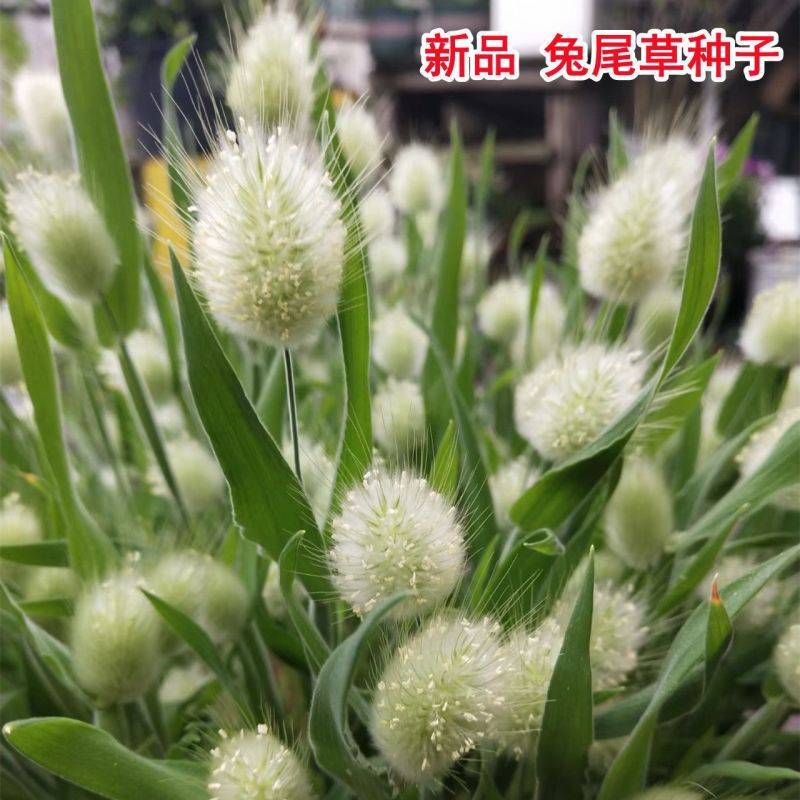 兔尾草种子短穗狐狸尾草籽网红观赏兔子尾巴草种子进口兔尾草