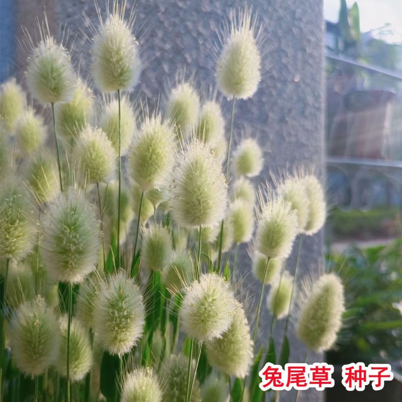 兔尾草种子短穗狐狸尾草籽网红观赏兔子尾巴草种子进口兔尾草