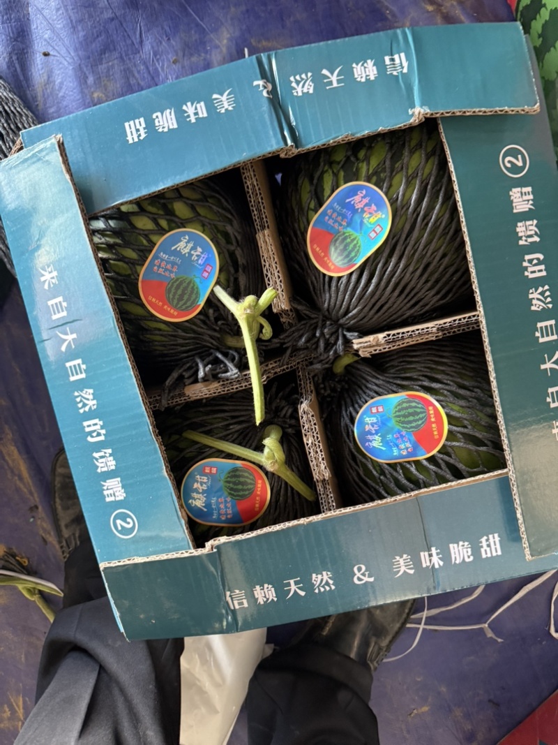 麒麟美都西瓜产地直供大量有货，欢迎大家前来品尝