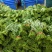 空心菜