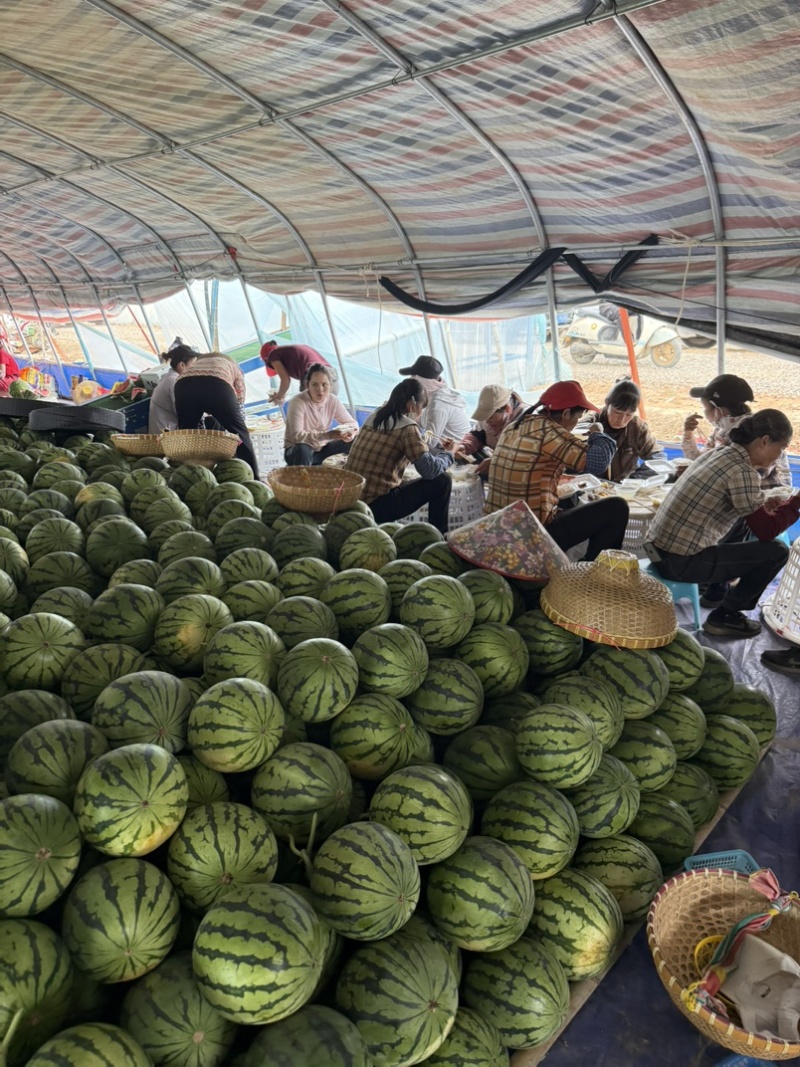 麒麟美都西瓜产地直供大量有货，欢迎大家前来品尝