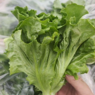 生菜精品生菜新鲜生菜，意大利生菜可加工装箱打冷