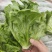 生菜精品生菜新鲜生菜，意大利生菜可加工装箱打冷
