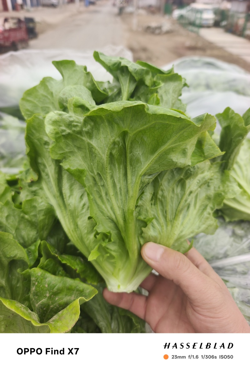 生菜精品生菜新鲜生菜，意大利生菜可加工装箱打冷
