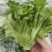 生菜精品生菜新鲜生菜，意大利生菜可加工装箱打冷