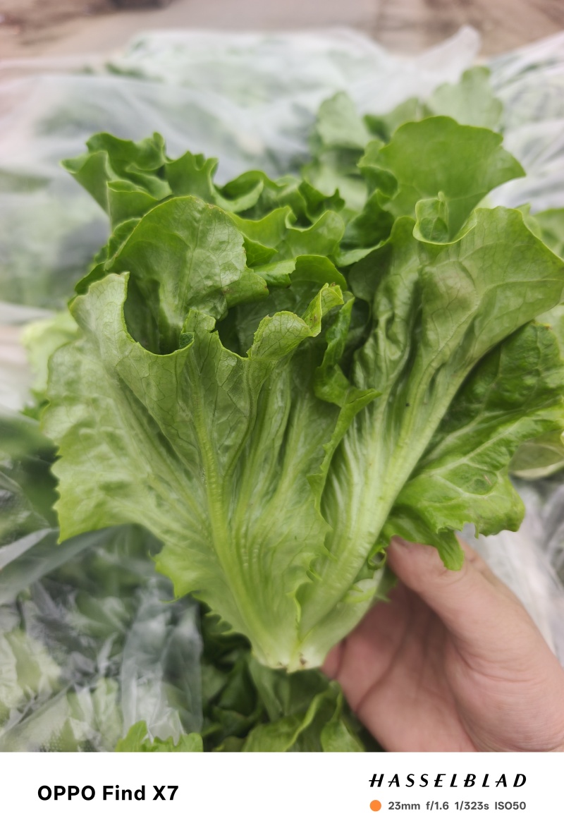 生菜精品生菜新鲜生菜，意大利生菜可加工装箱打冷