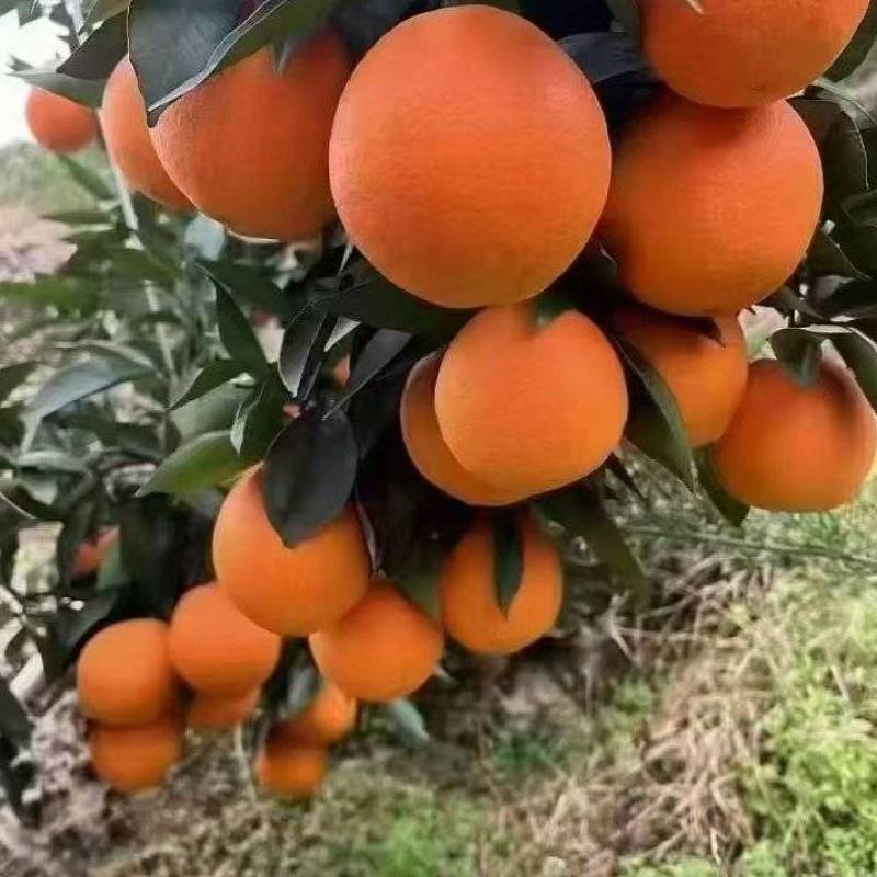脐橙
