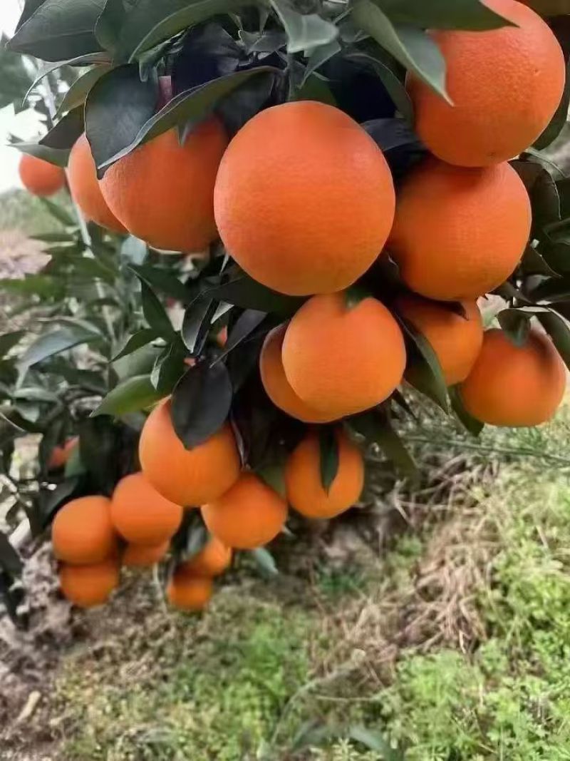 脐橙