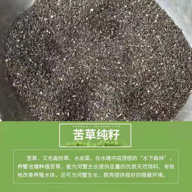 苦草种子纯籽水韭菜种子扁担草养殖鱼虾蟹专用水草鸭舌草种子