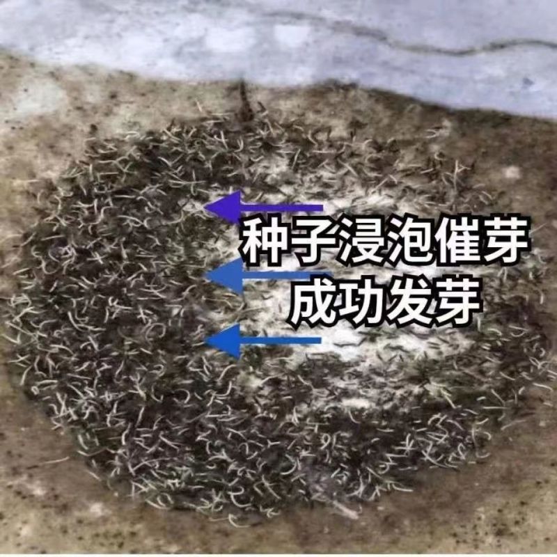 苦草种子纯籽水韭菜种子扁担草养殖鱼虾蟹专用水草鸭舌草种子