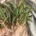 苦草种子纯籽水韭菜种子扁担草养殖鱼虾蟹专用水草鸭舌草种子