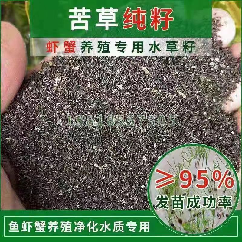 苦草种子纯籽水韭菜种子扁担草养殖鱼虾蟹专用水草鸭舌草种子