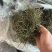 苦草种子纯籽水韭菜种子扁担草养殖鱼虾蟹专用水草鸭舌草种子