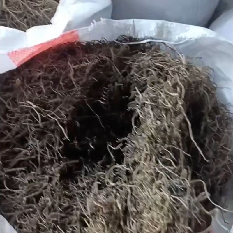苦草种子纯籽水韭菜种子扁担草养殖鱼虾蟹专用水草鸭舌草种子