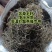 苦草种子纯籽水韭菜种子扁担草养殖鱼虾蟹专用水草鸭舌草种子