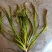 苦草种子纯籽水韭菜种子扁担草养殖鱼虾蟹专用水草鸭舌草种子