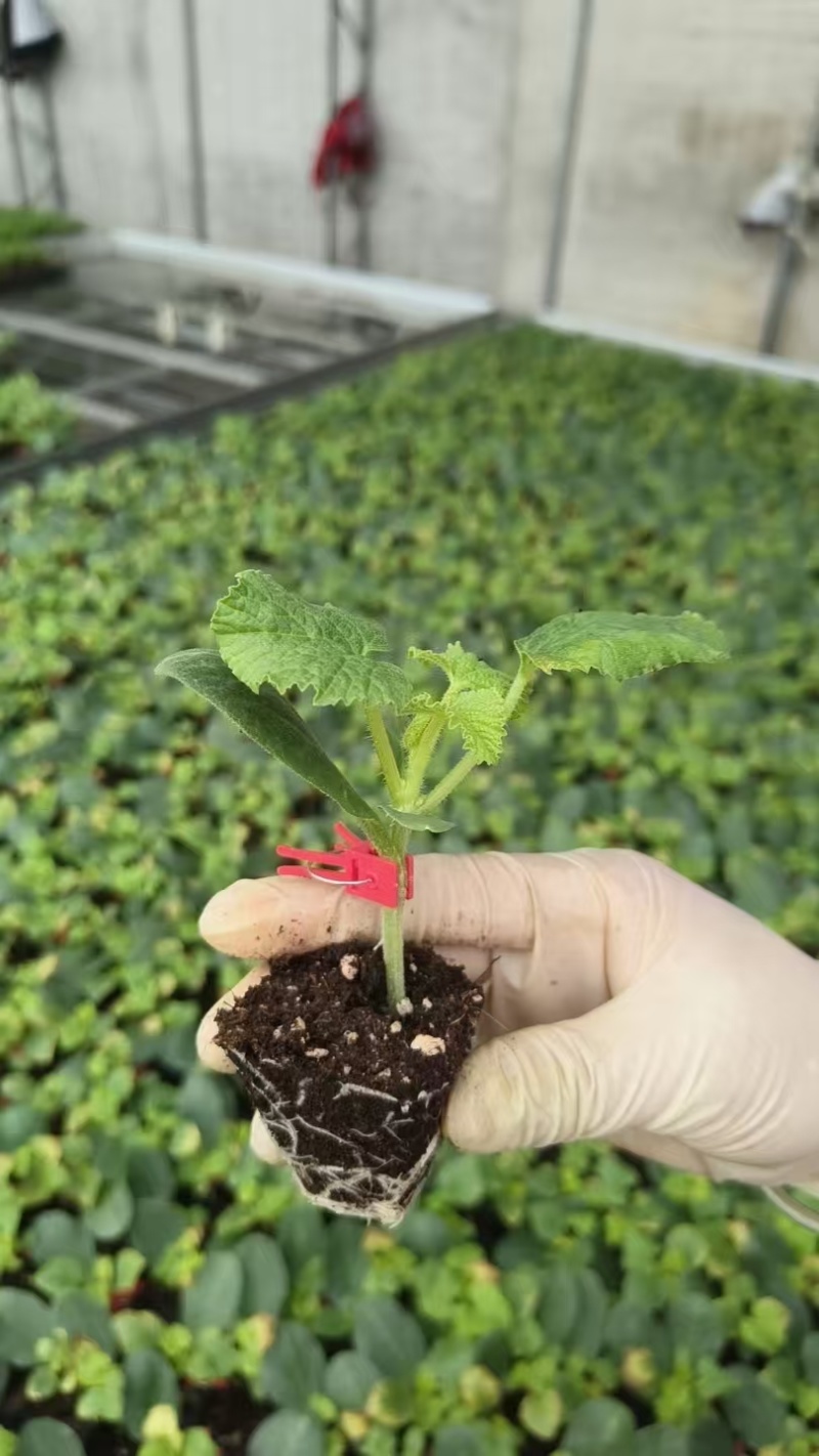 苗厂直供甜瓜苗，包成活包技术指导，各个品种都有，欢迎联系