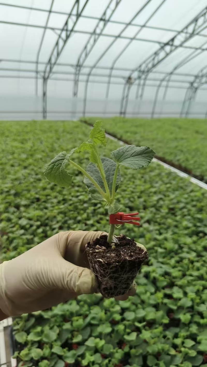 苗厂直供甜瓜苗，包成活包技术指导，各个品种都有，欢迎联系