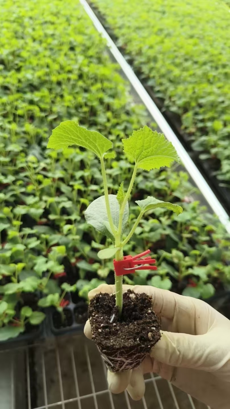 苗厂直供甜瓜苗，包成活包技术指导，各个品种都有，欢迎联系