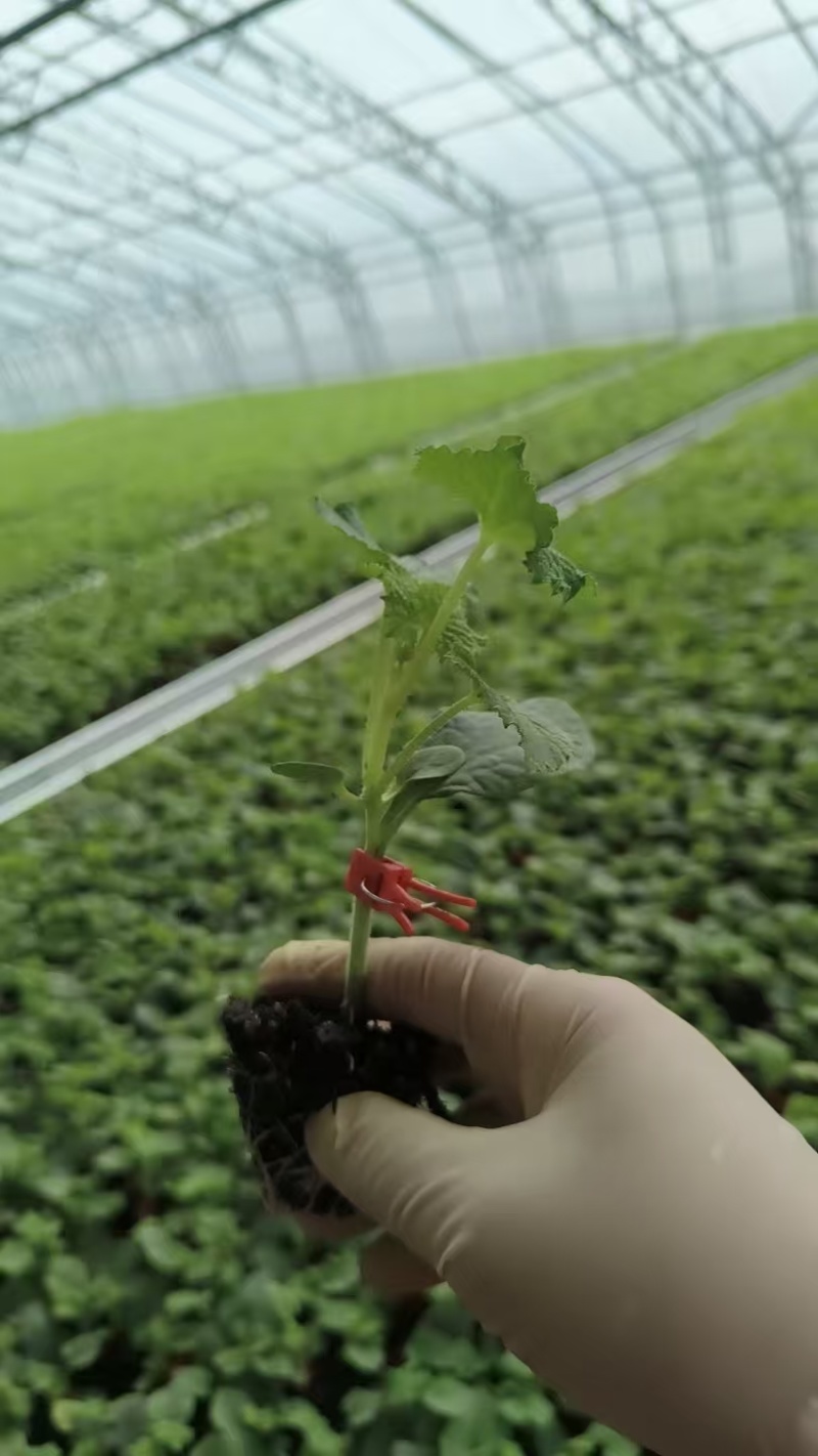 苗厂直供甜瓜苗，包成活包技术指导，各个品种都有，欢迎联系