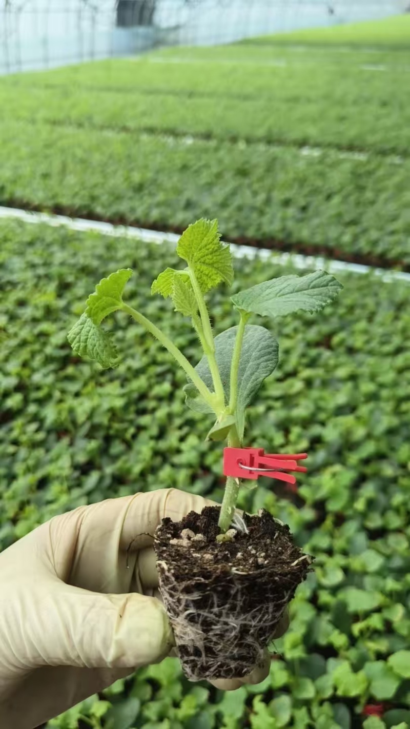苗厂直供甜瓜苗，包成活包技术指导，各个品种都有，欢迎联系