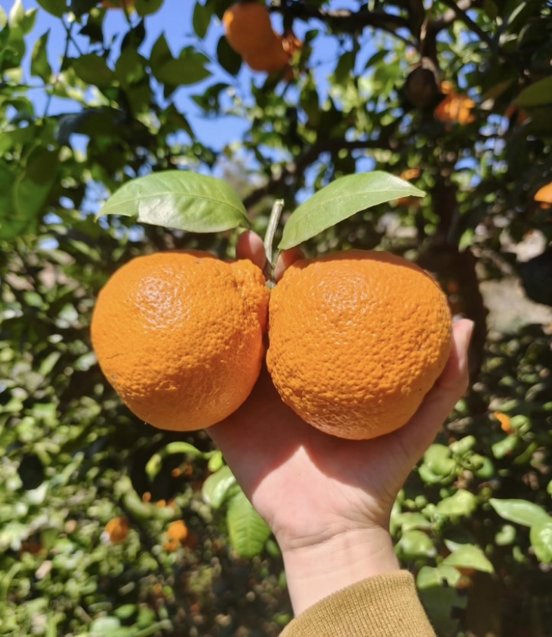 精品黄果柑，四川产地直发，常年供货专业代办，欢迎咨询