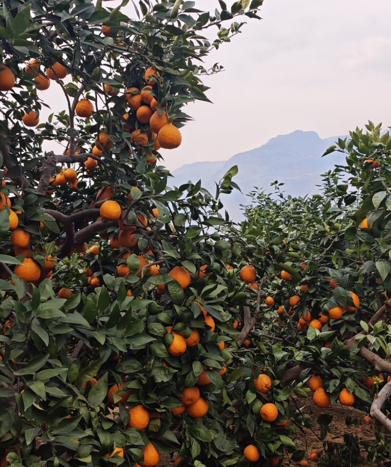 精品黄果柑，四川产地直发，常年供货专业代办，欢迎咨询