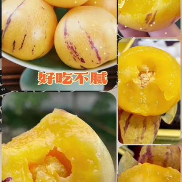 甘肃民勤产地精品人参果对接电商市场商超可视频看货