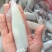 鲜活鱿鱼大量上市，品质保障，基地直发，量大从优，欢迎咨询