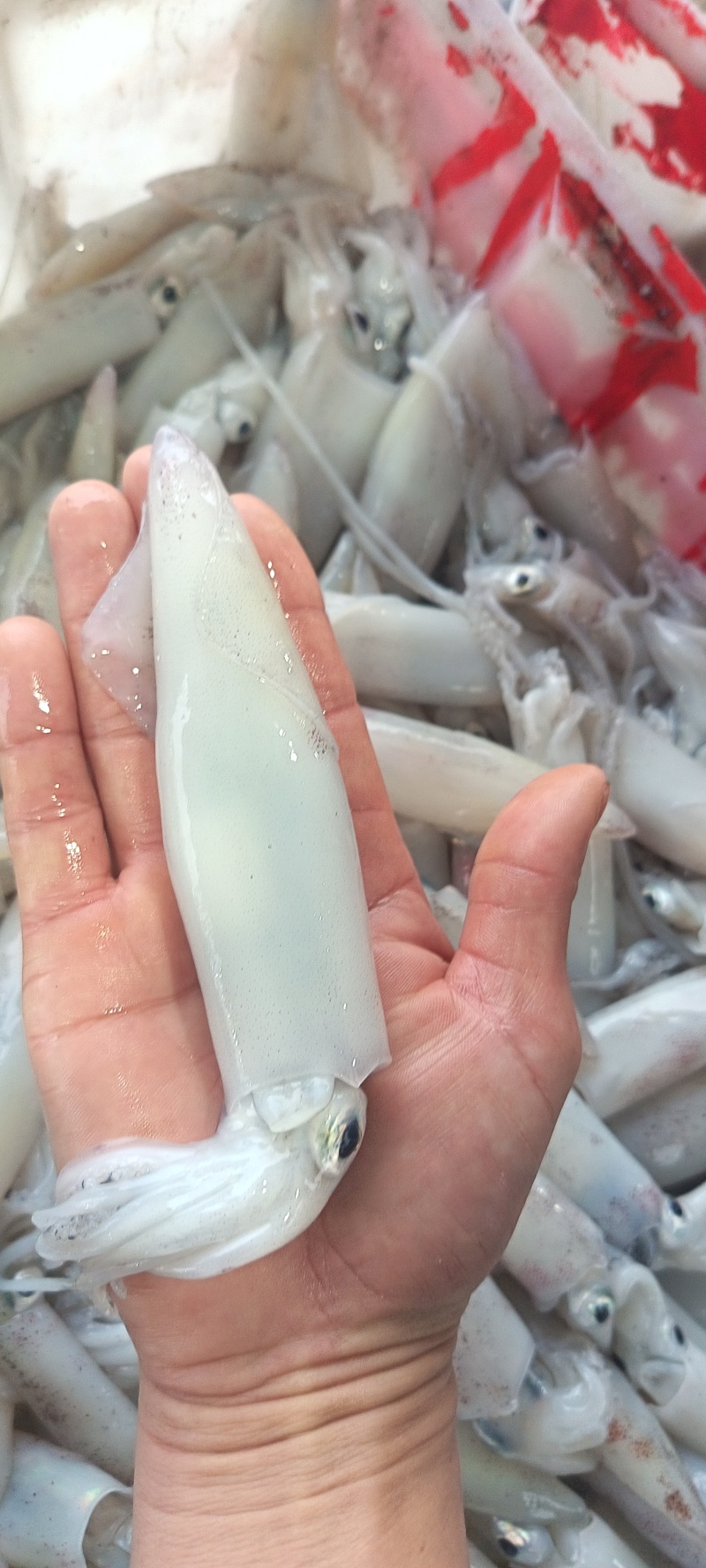鲜活鱿鱼大量上市，品质保障，基地直发，量大从优，欢迎咨询