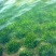 苦草种子纯籽水韭菜种子扁担草养殖鱼虾蟹专用水草鸭舌草种子