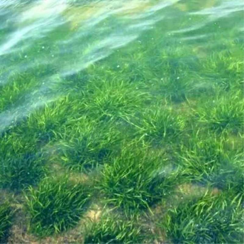 苦草种子纯籽水韭菜种子扁担草养殖鱼虾蟹专用水草鸭舌草种子