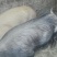 活猪
