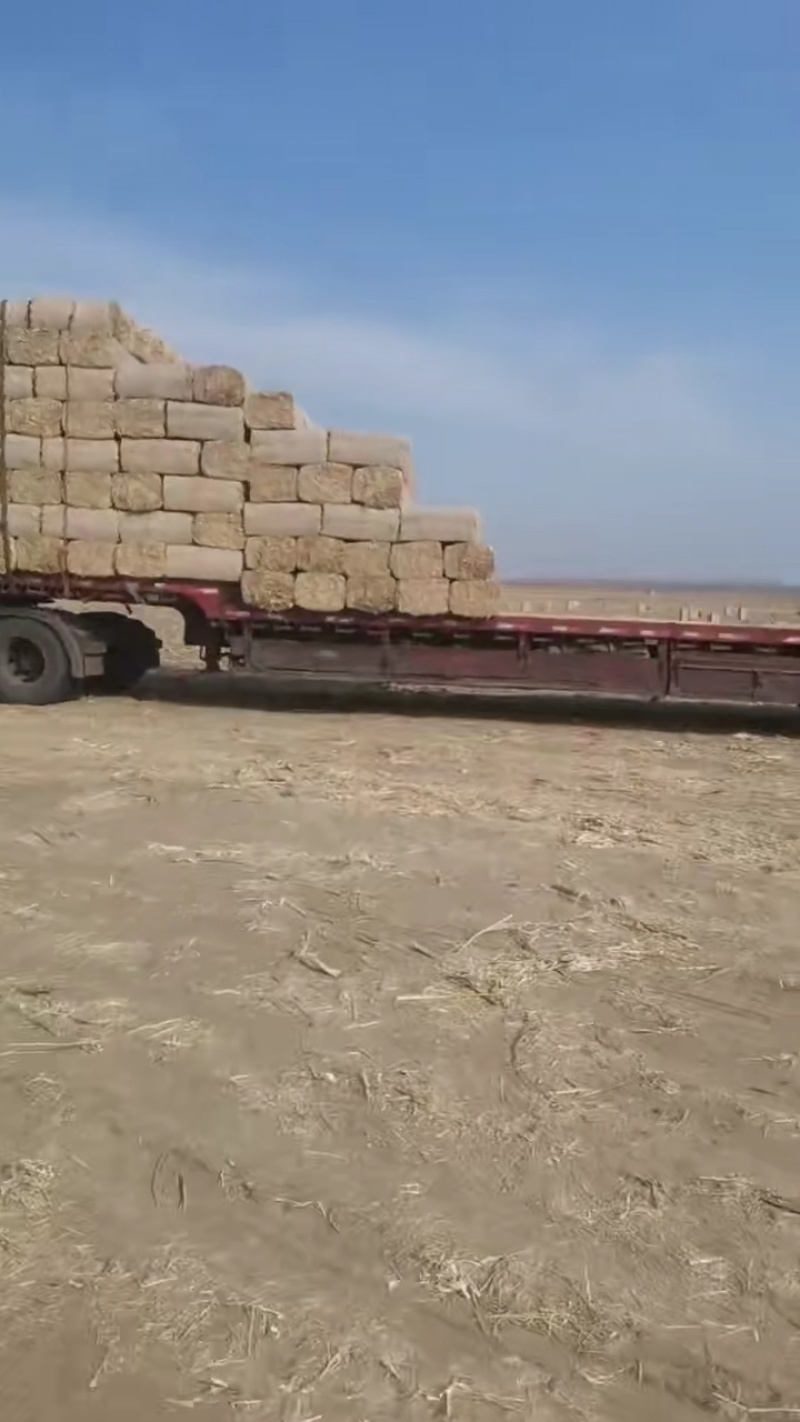 辽宁玉米秸秆大量接单产地直发量大从优欢迎来电
