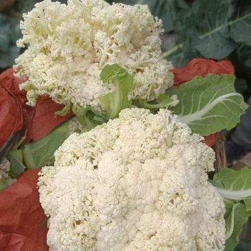 菜花硬花花菜实花菜花西兰花城固产地大量上市供应