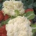 菜花硬花花菜实花菜花西兰花城固产地大量上市供应