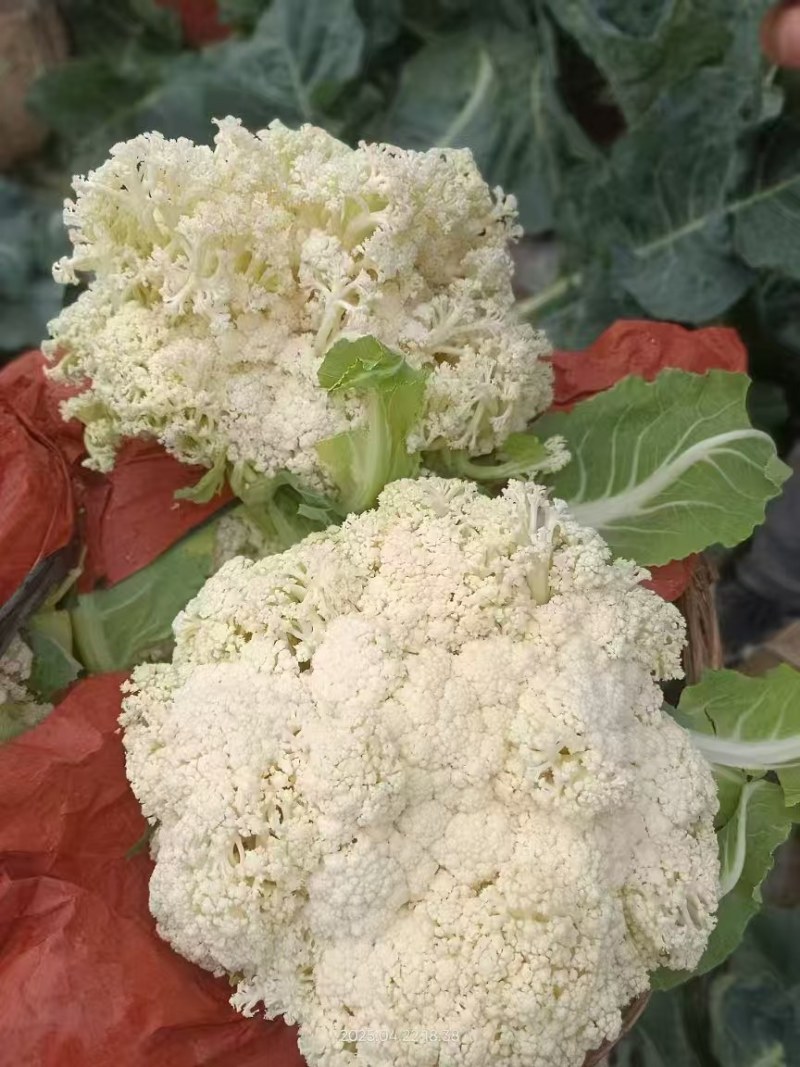 菜花硬花花菜实花菜花西兰花城固产地大量上市供应