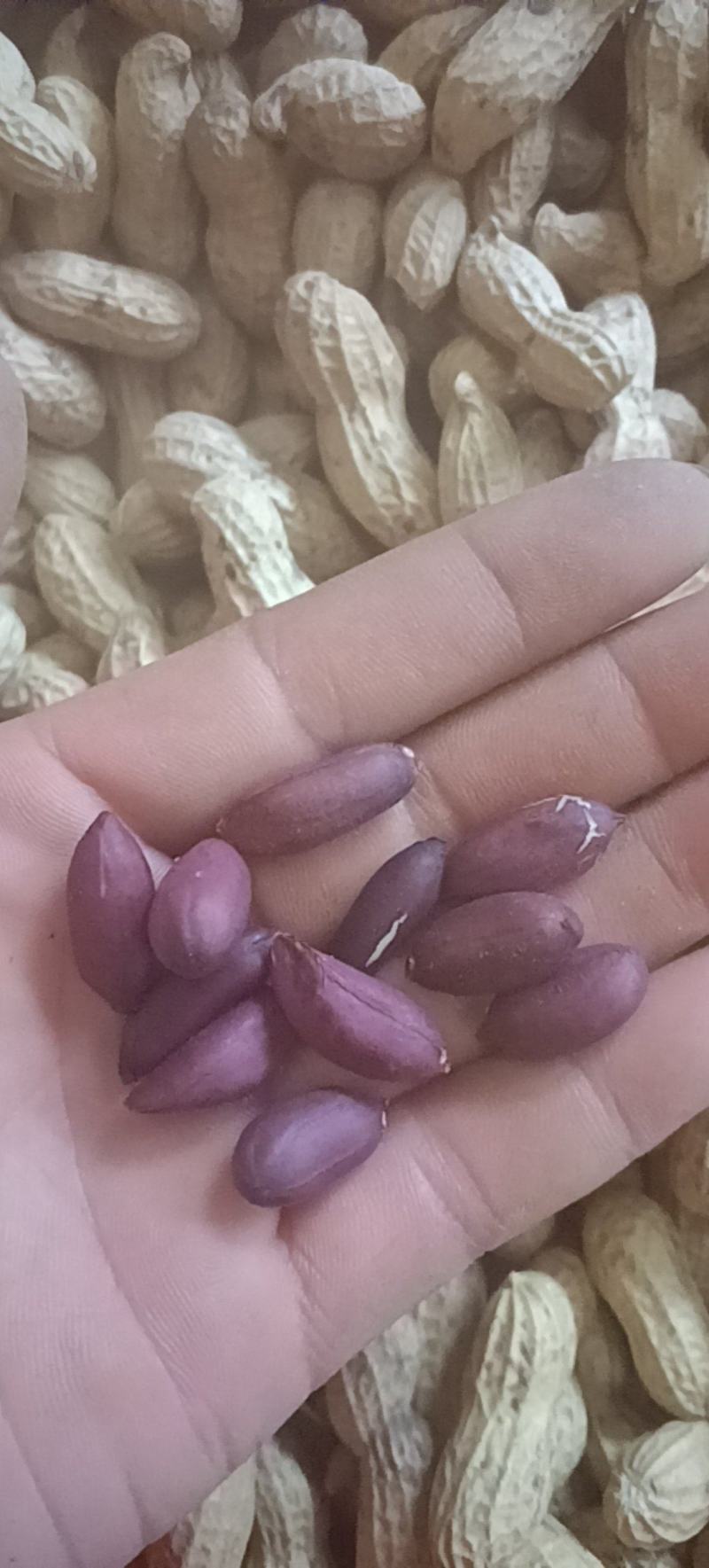 富硒黑花生。。。。。。。。。。。。。。。