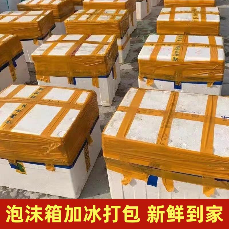 辽宁生蚝/大金生蚝，货量充足/一手货源，现捞现发