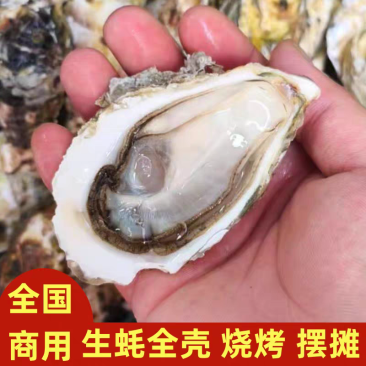 辽宁生蚝/大金生蚝，货量充足/一手货源，现捞现发