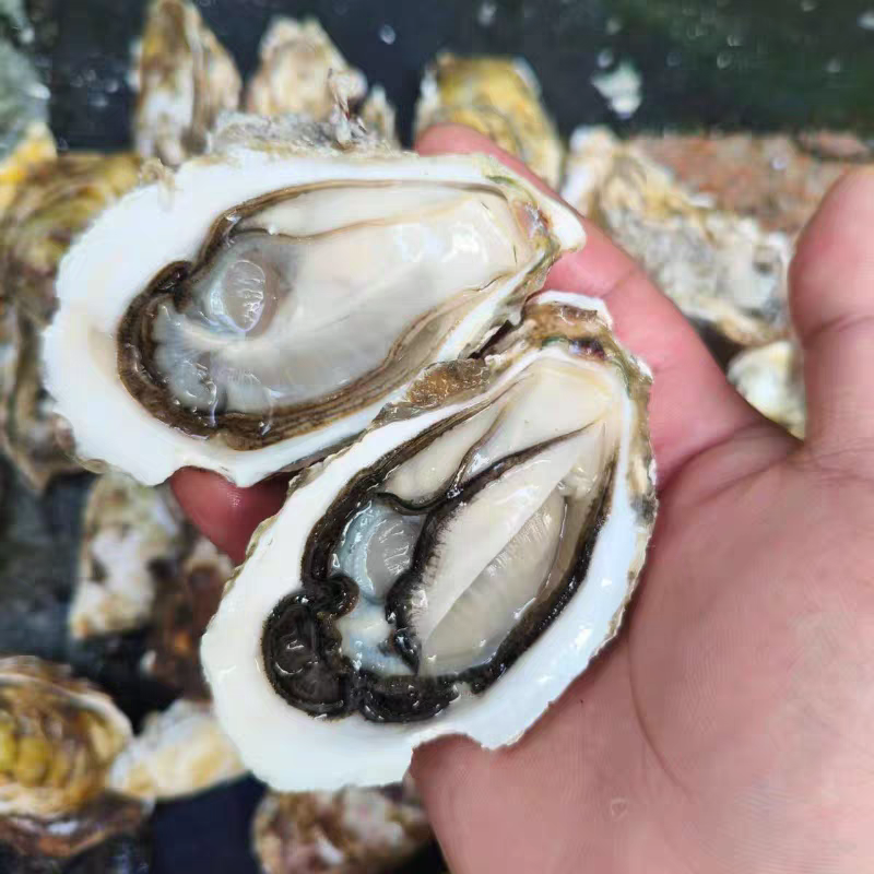 辽宁生蚝/大金生蚝，货量充足/一手货源，现捞现发