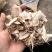 秦岭山的野生白芨