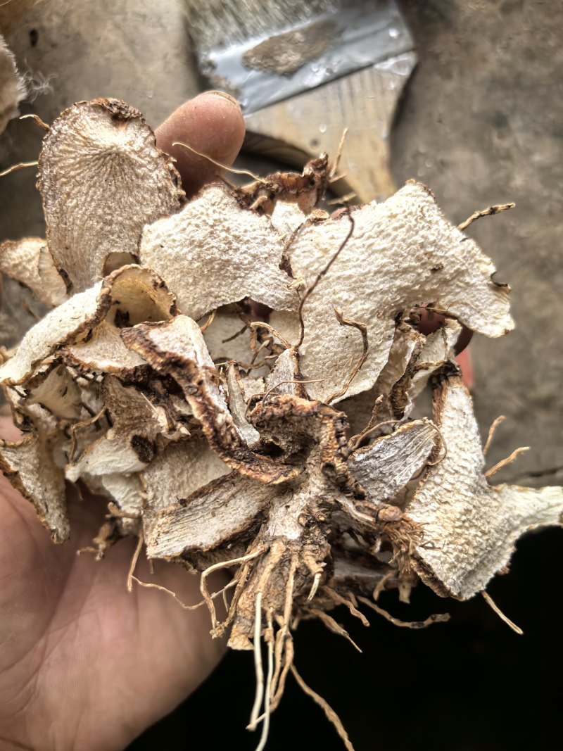秦岭山的野生白芨