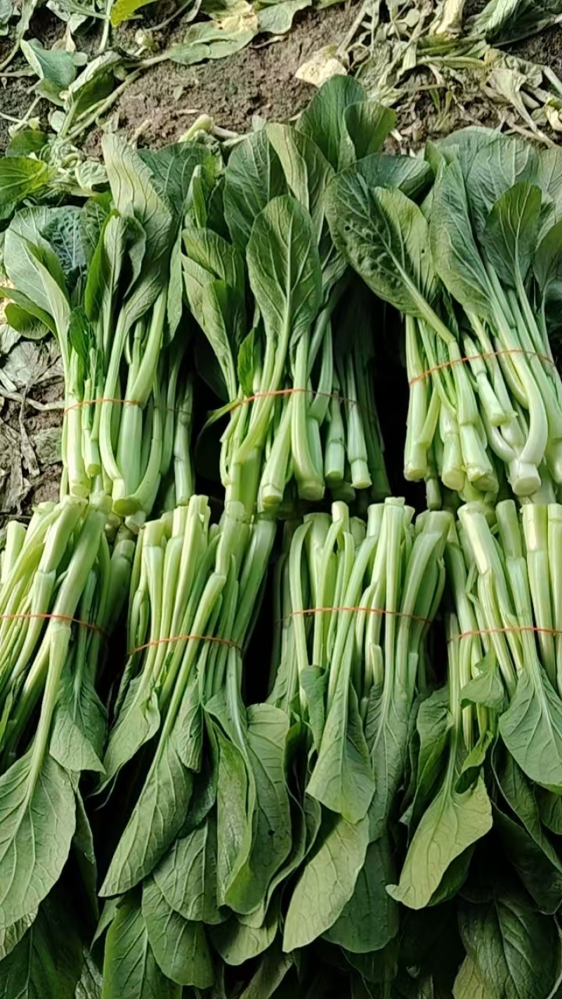 广东青菜【广东菜心】菜心菜苔支持视频看货，可发往全国市场！